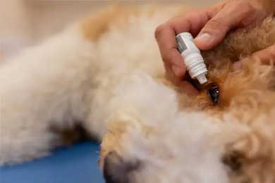 Dog Eye Allergies: Symptoms, Causes, Treatment, Home Care & Prevention