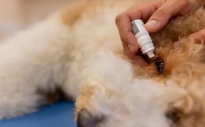 Dog Eye Allergies: Symptoms, Causes, Treatment, Home Care & Prevention