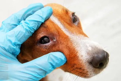 Dog Eye Allergies vs Infection: How to Tell the Difference