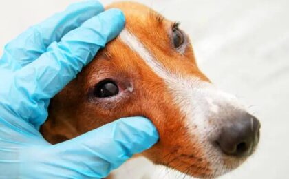 Dog Eye Allergies vs Infection: How to Tell the Difference