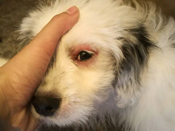 Dog Eye Allergies Treatment: Eye Drops, Medications, Home Remedies & Prevention
