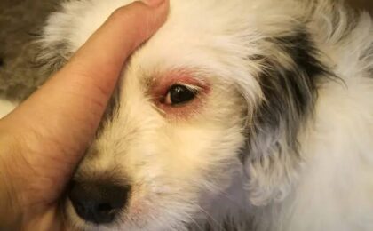Dog Eye Allergies Treatment: Eye Drops, Medications, Home Remedies & Prevention
