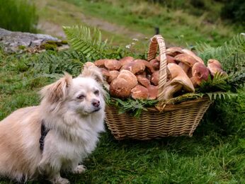 Can Dogs Eat Mushrooms?
