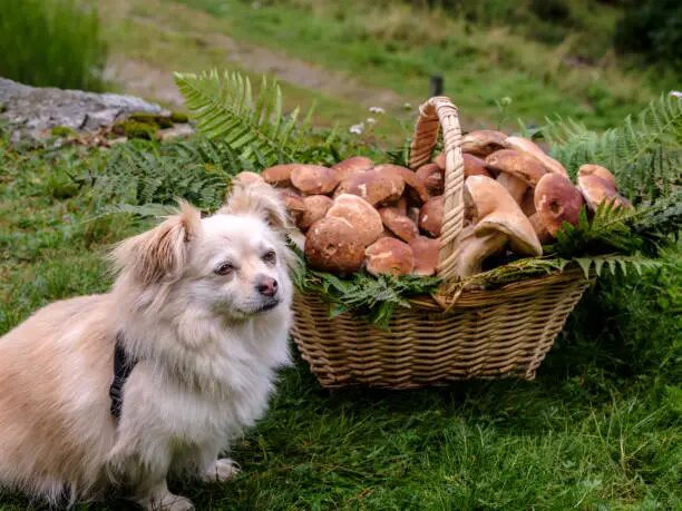 Can Dogs Eat Mushrooms?