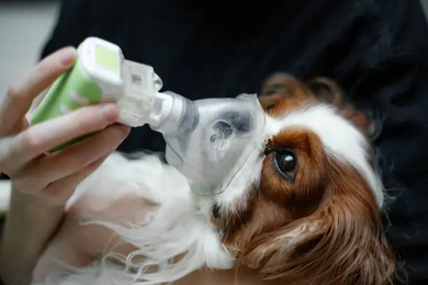 Can Dogs Have Asthma? Symptoms, Causes, Treatment & What to Do