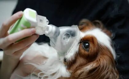 Can Dogs Have Asthma? Symptoms, Causes, Treatment & What to Do