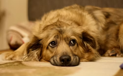Conjunctivitis in Dogs Treatment at Home
