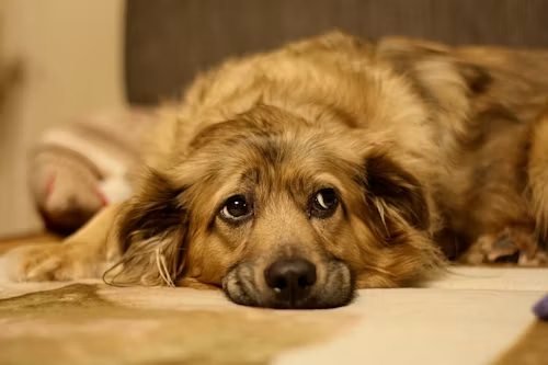 Conjunctivitis in Dogs Treatment at Home