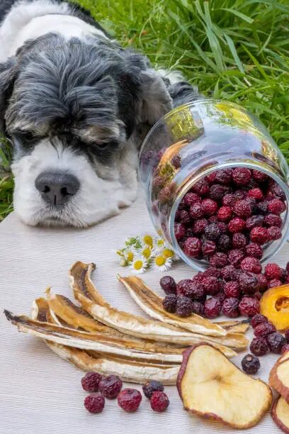 Can Dogs Eat Plums?